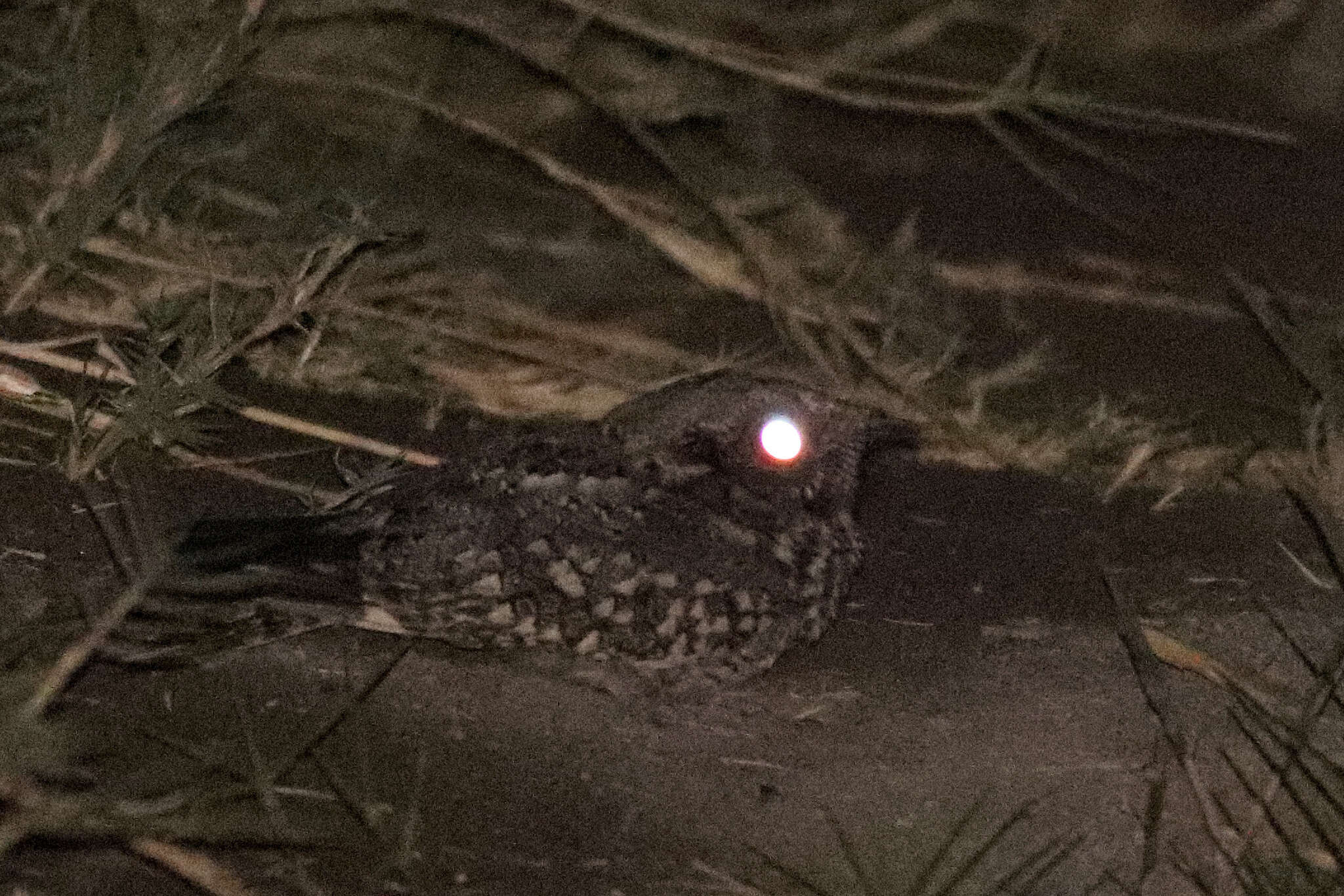 Image of Lesser Band-winged Nightjar