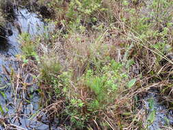 Image of fringed yelloweyed grass