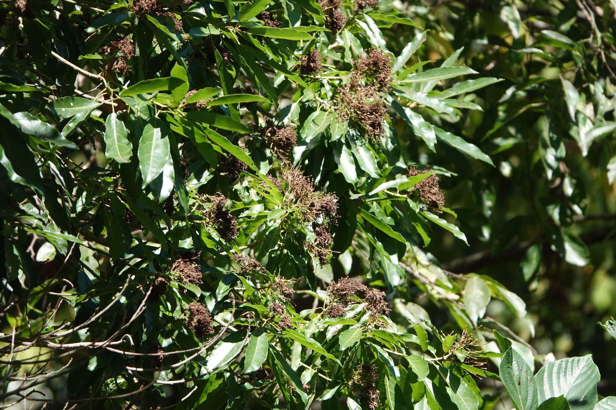 Image of Reevesia formosana Sprague