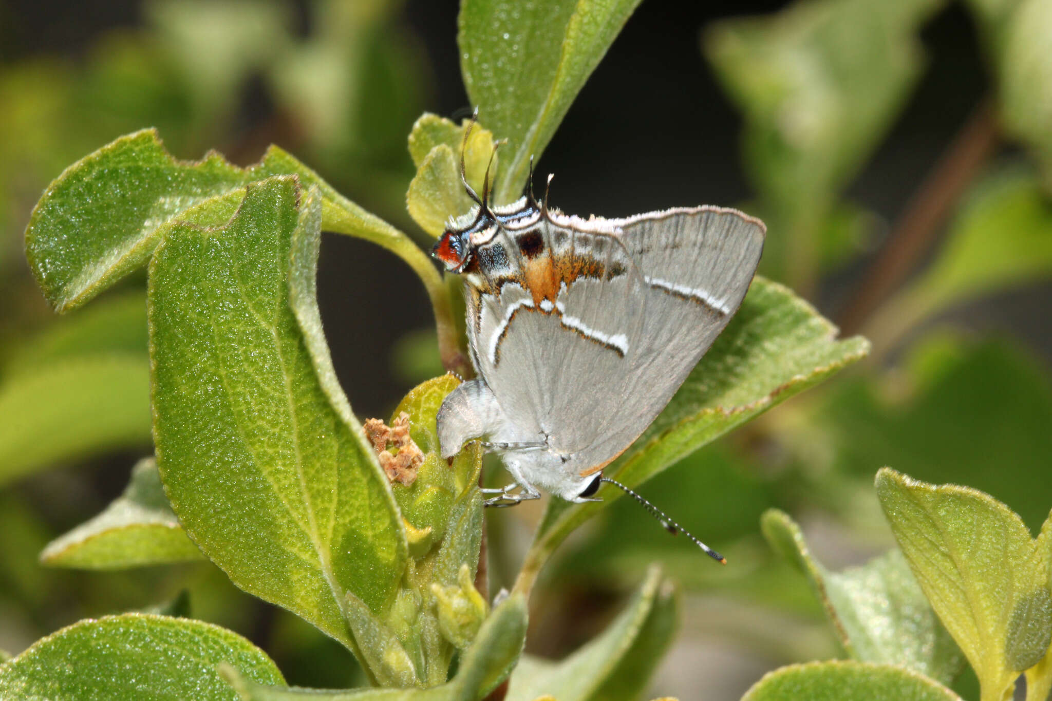 Image of Martial Scrub-Hairstreak