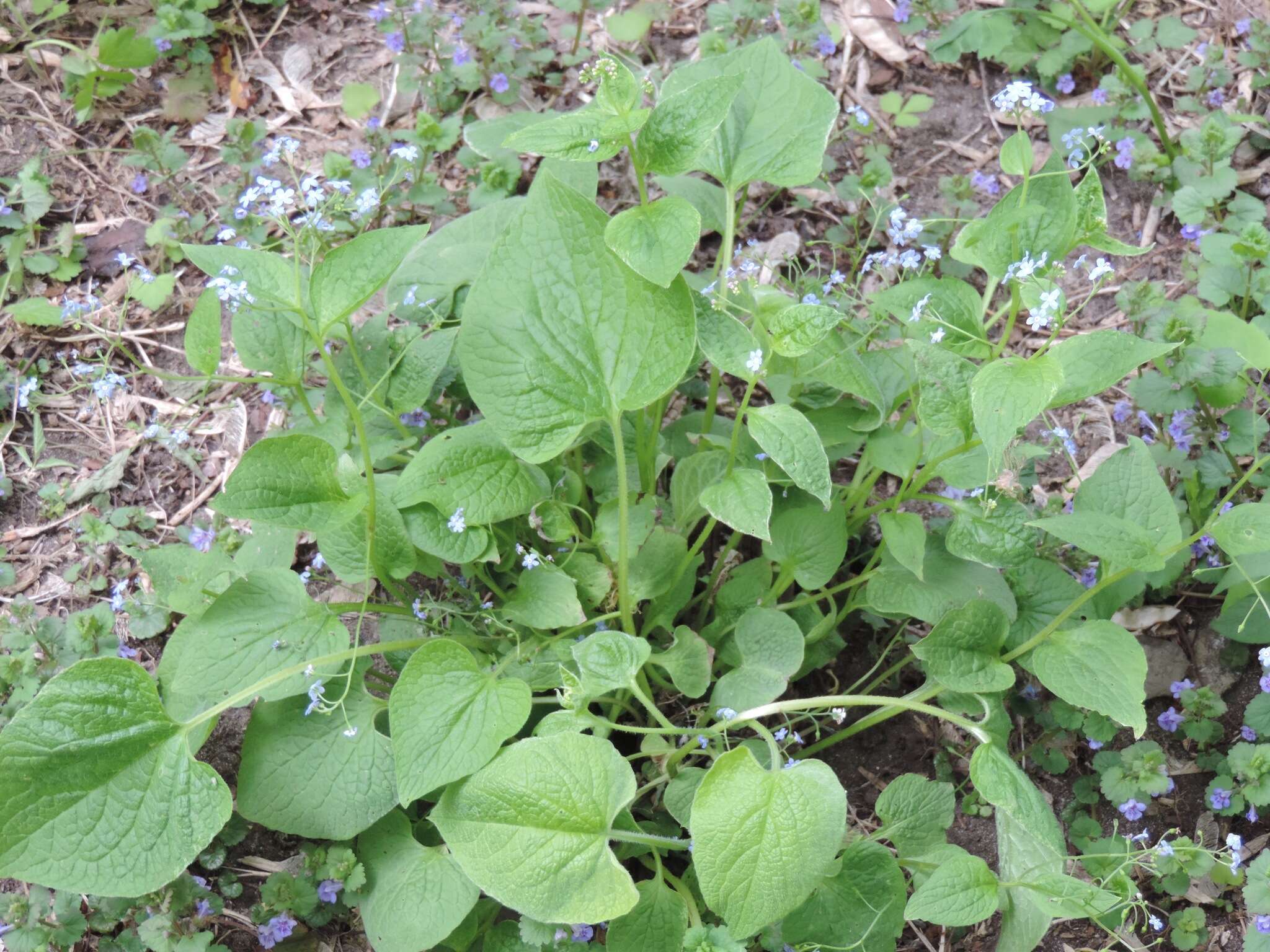 Brunnera resmi