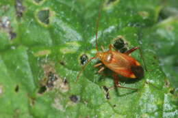 Image of Adelphocoris ticinensis (Meyer-Dur 1843)