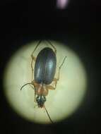 Image of Agonum (Olisares) decorum (Say 1823)