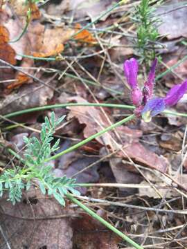 Image of Astragalus vesicarius L.