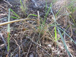 Image of Eragrostis interrupta P. Beauv.