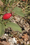 Image of Rosa marginata Wallr.