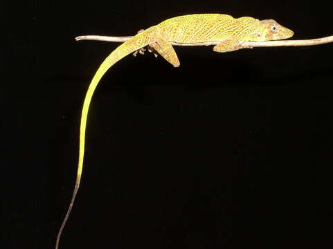 Image of Banded Tree Anole