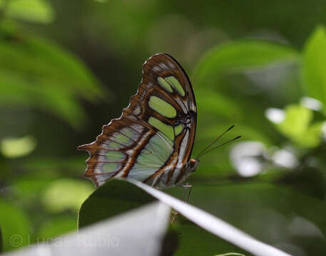 Image of Siproeta stelenes meridionalis (Fruhstorfer 1909)