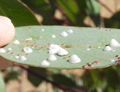 Image of Psyllid