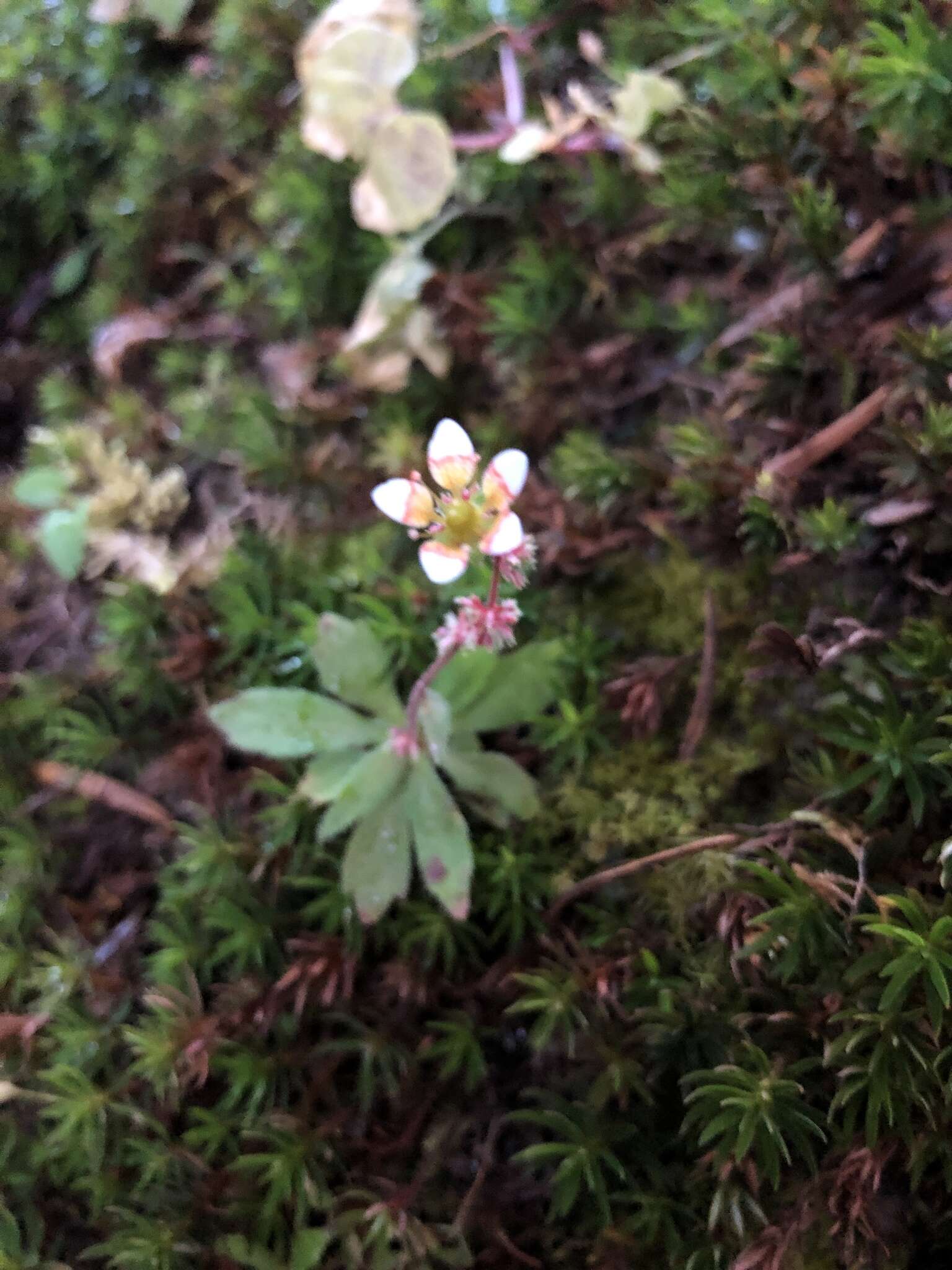 Image of Saxifraga strigosa Wall.