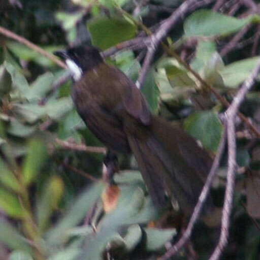 Image of Eastern Whipbird