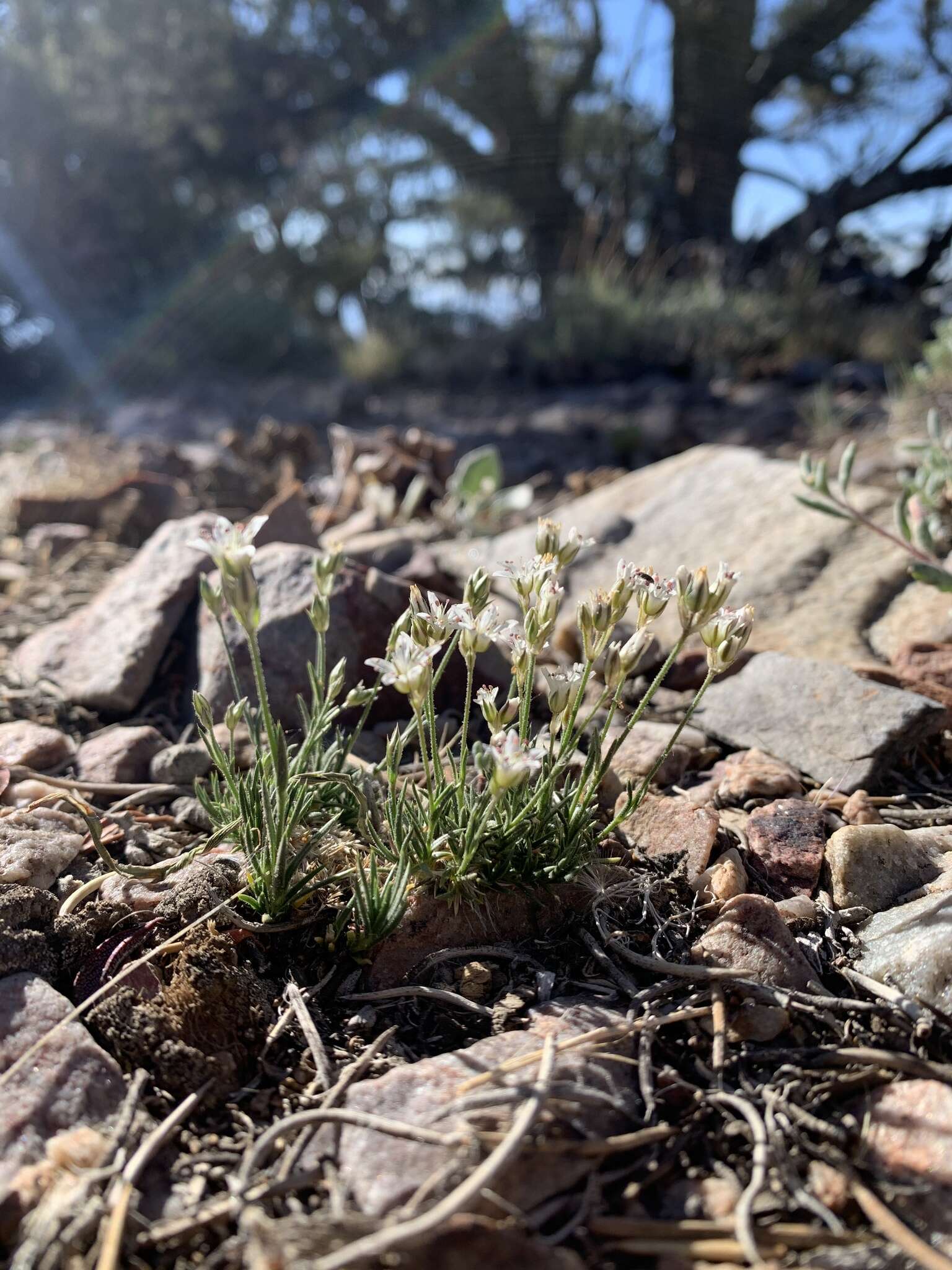 Image of Charleston sandwort