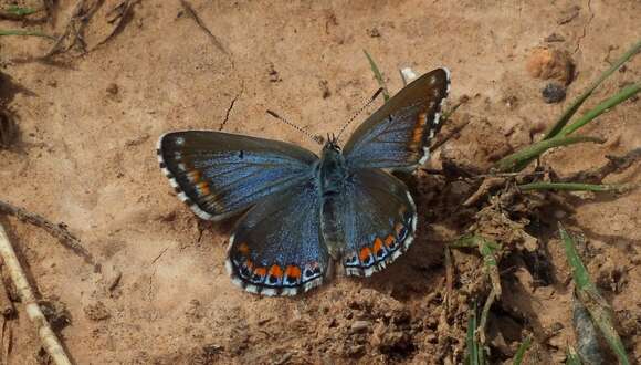 Imagem de Polyommatus punctiferus