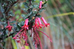 Image of Demosthenesia mandonii (Britton) A. C. Sm.