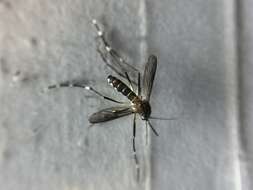 Image of Dengue fever mosquito