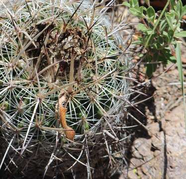 Image of Echinofossulocactus wippermannii