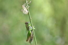 Image of Eotettix signatus Scudder & S. H. 1897