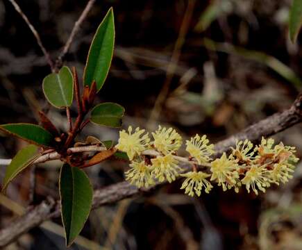 Image de Croton gratissimus var. gratissimus