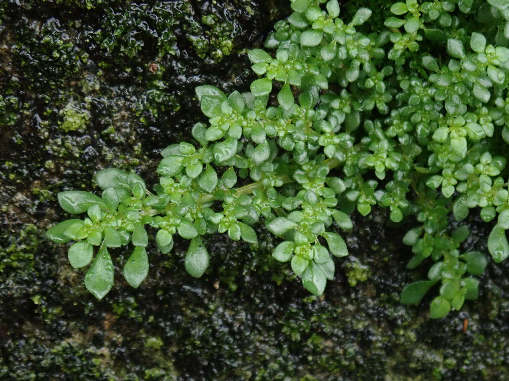 Image of rockweed