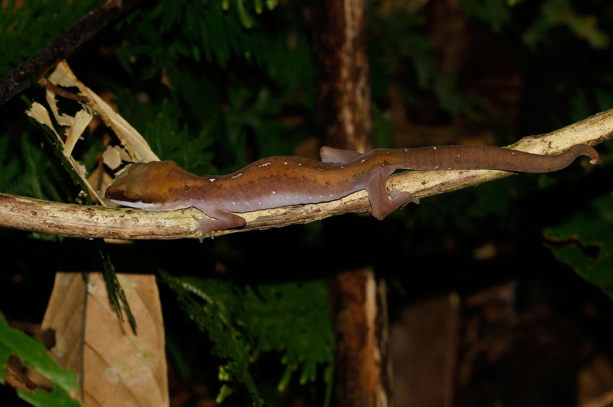 Image of Cat geckos