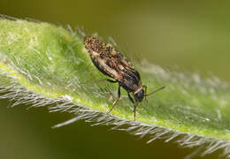 Image of Lace bug