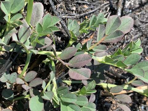 Imagem de Indigofera oxalidea Baker