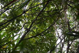 Image of Rodrigues Warbler