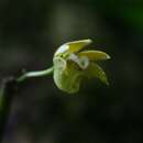 Imagem de Dendrobium fleckeri Rupp & C. T. White