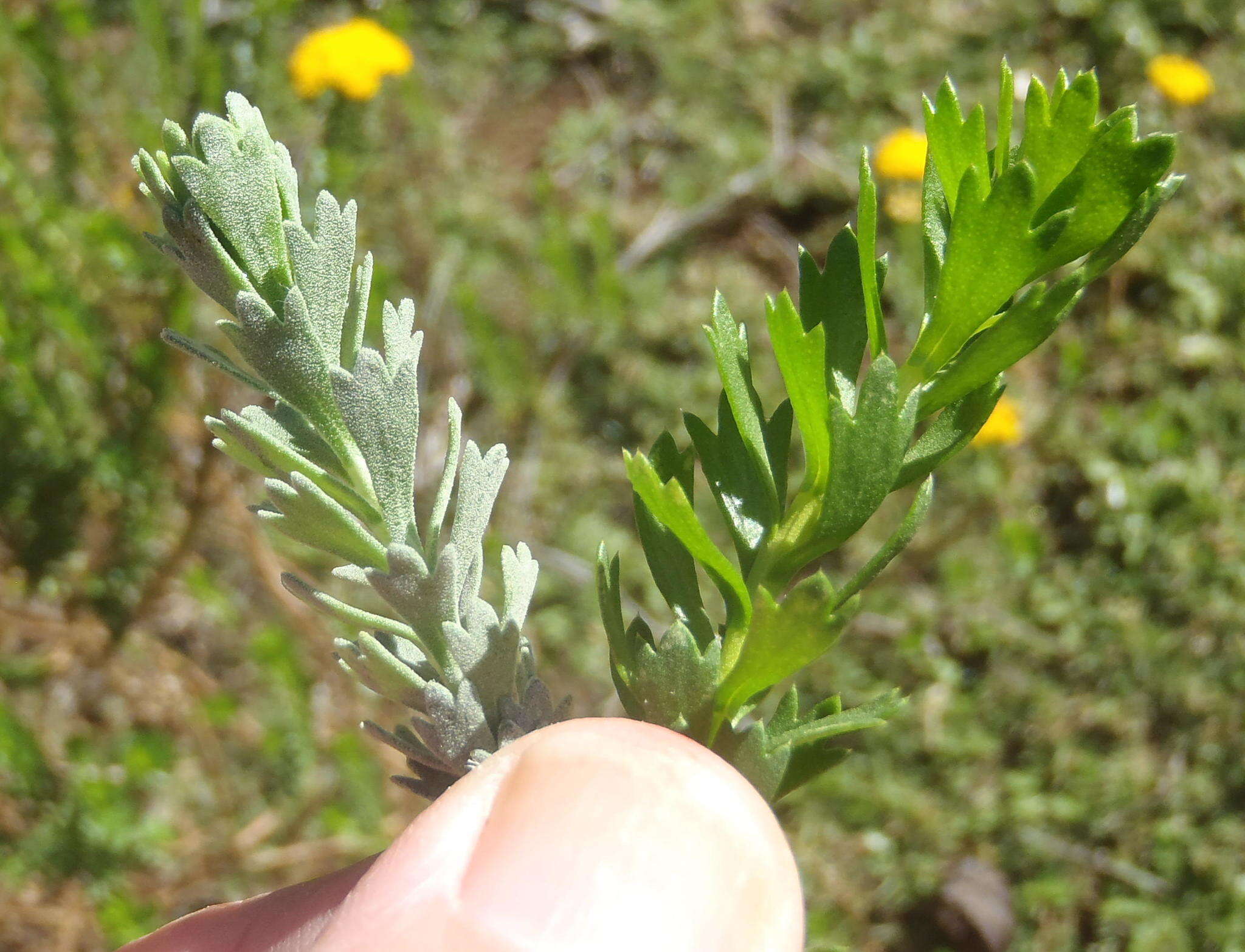 Image of Athanasia trifurcata (L.) L.