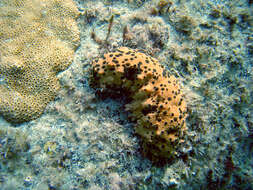 Image de Concombre de mer à points