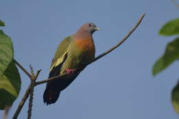 Image of Pink-necked Green Pigeon