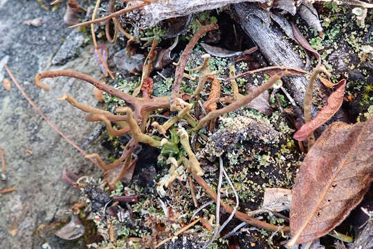 Слика од Cladonia maxima (Asahina) Ahti