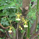 Image of Oncidium unguiculatum Lindl.