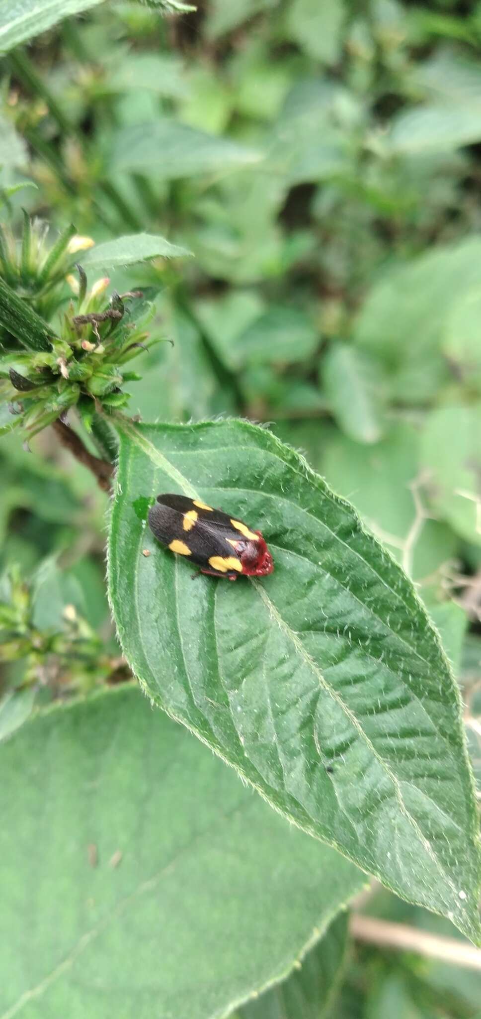 Image of Sphenorhina limbata (Lallemand 1927)