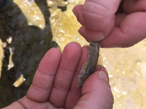 Image of Orangethroat darter