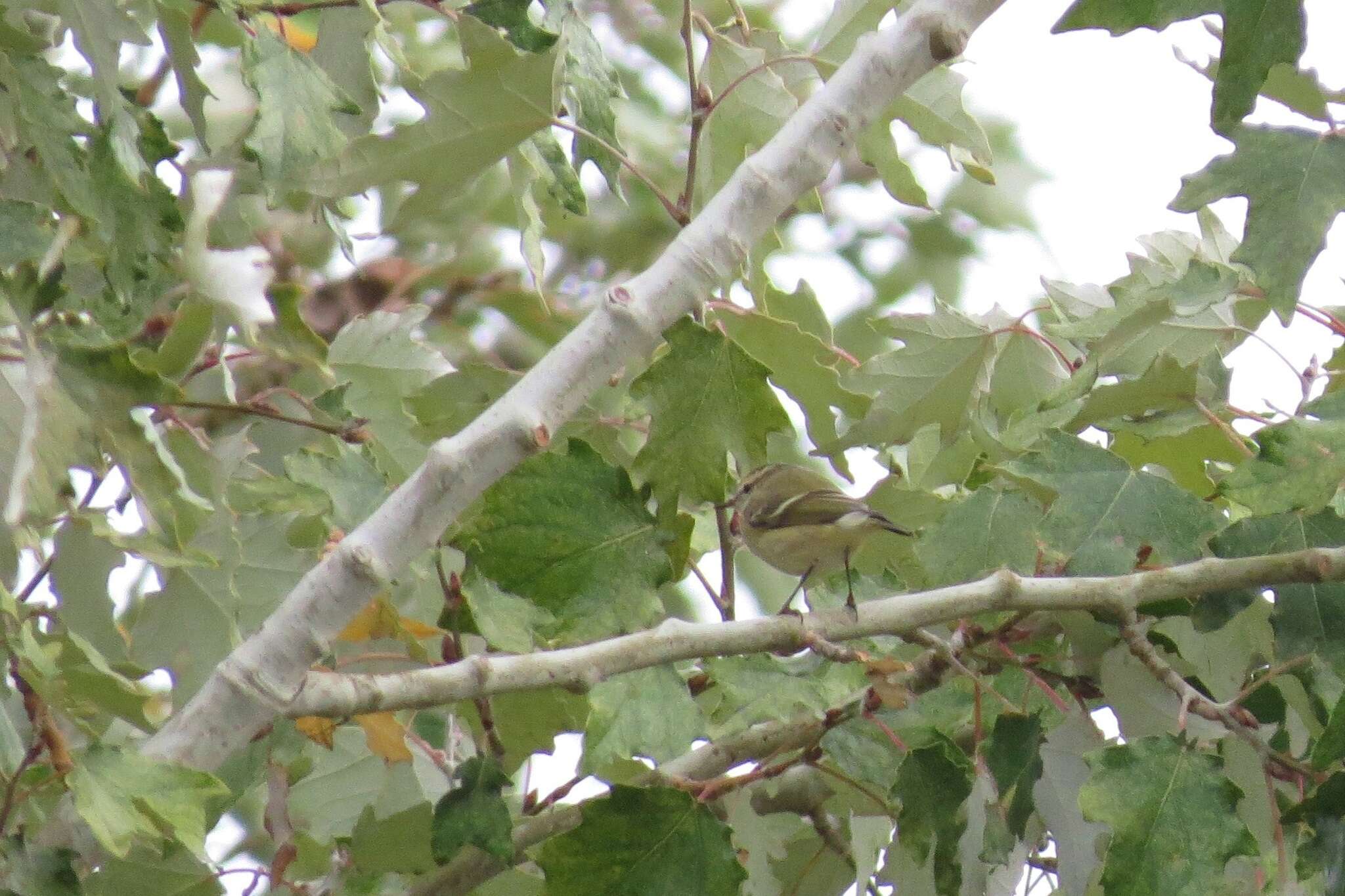 Image of Hume's Leaf Warbler