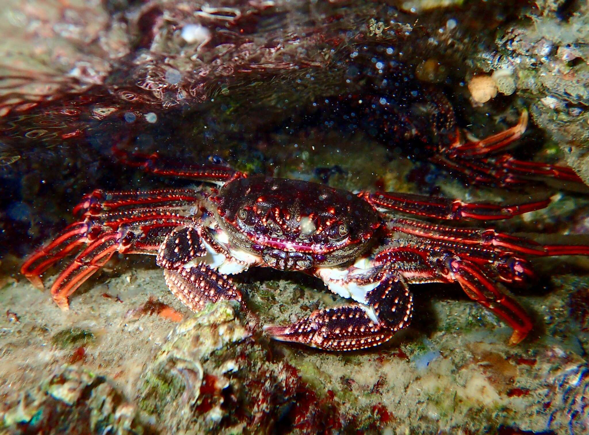 Image of Crustacea