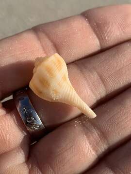 Image of pear whelk