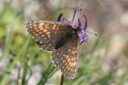 Imagem de Melitaea varia Meyer-Dür 1851