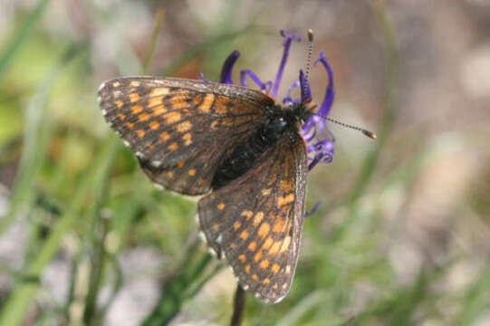 Image of Melitaea varia Meyer-Dür 1851