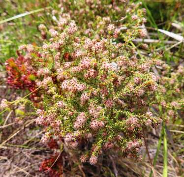 Image of Erica erina (Klotzsch ex Benth.) E. G. H. Oliver