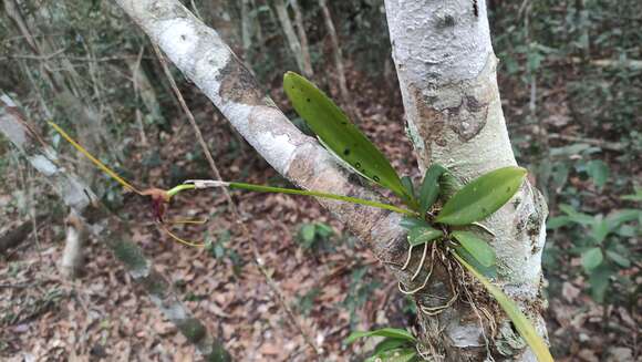 Image de Masdevallia oscitans (Luer) Luer