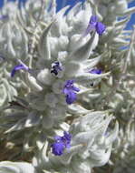 Imagem de Salvia funerea M. E. Jones