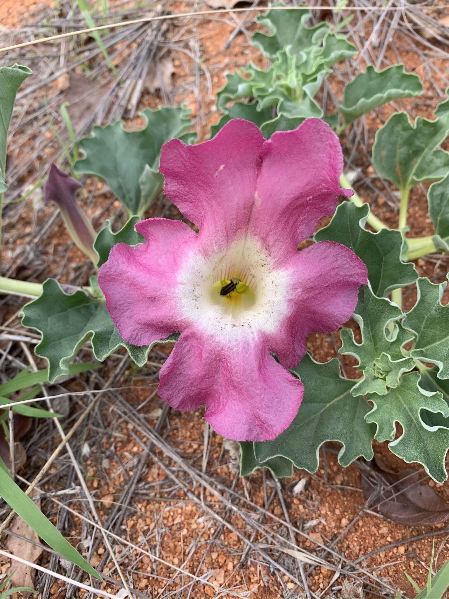 Image of devil's claw