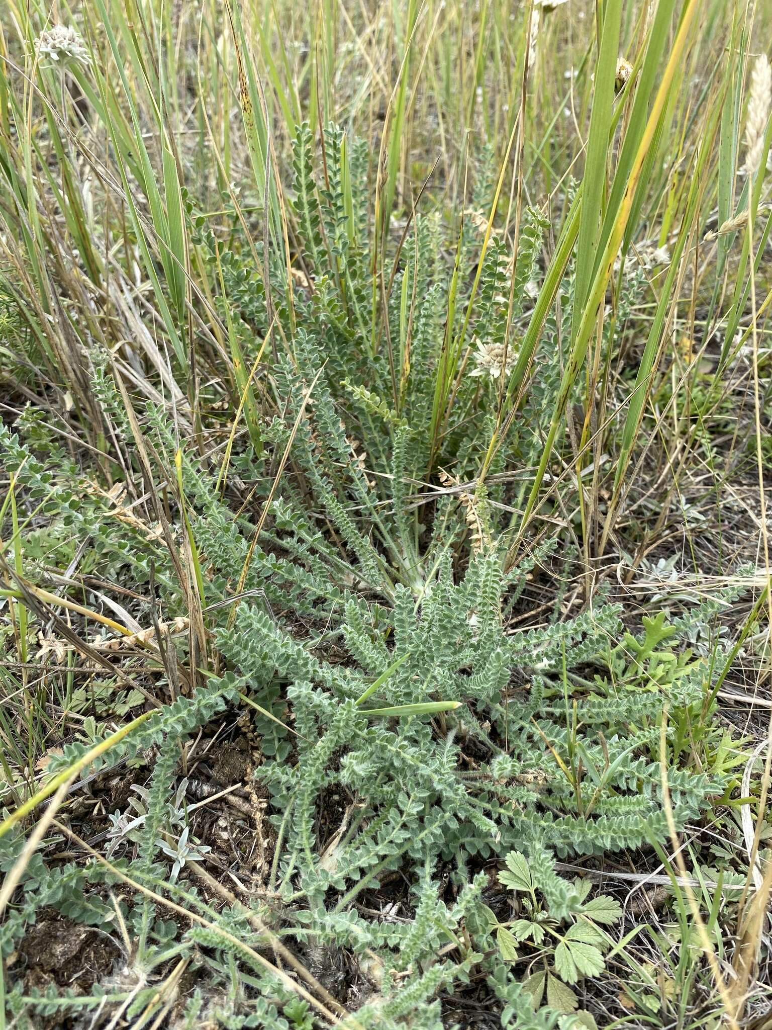 Plancia ëd Oxytropis microphylla (Pall.) DC.