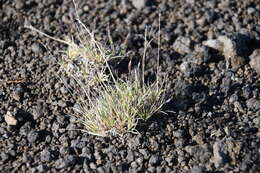 Plancia ëd Festuca auriculata Drobow