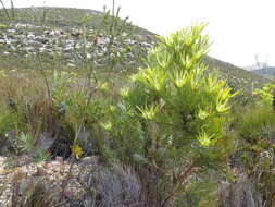 Plancia ëd Leucadendron xanthoconus (Kuntze) K. Schum.