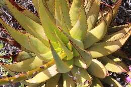 Image of Aloe microstigma subsp. microstigma