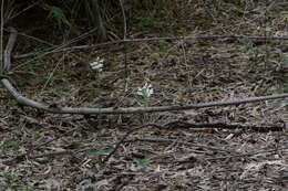 Imagem de Habenaria roxburghii Nicolson