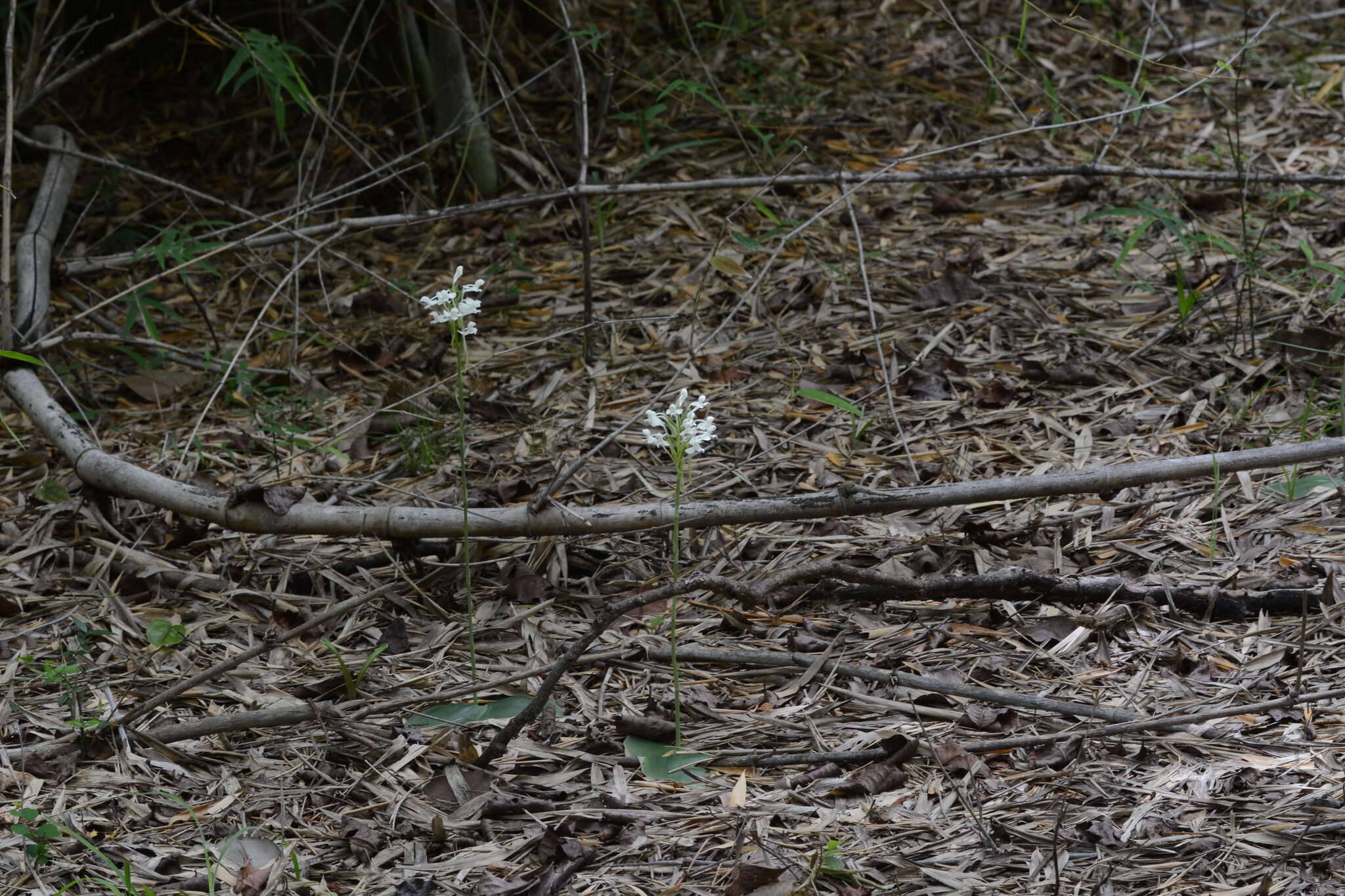 Imagem de Habenaria roxburghii Nicolson